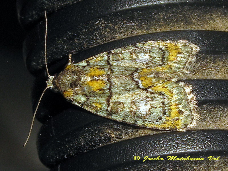 Noctuidae da id: Cryphia algae